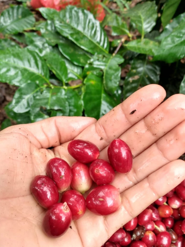 Los Carpules - Nicaraguan Specialty Bean