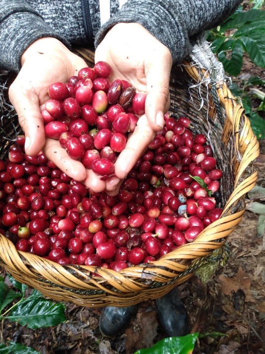 Los Carpules - Nicaraguan Specialty Bean