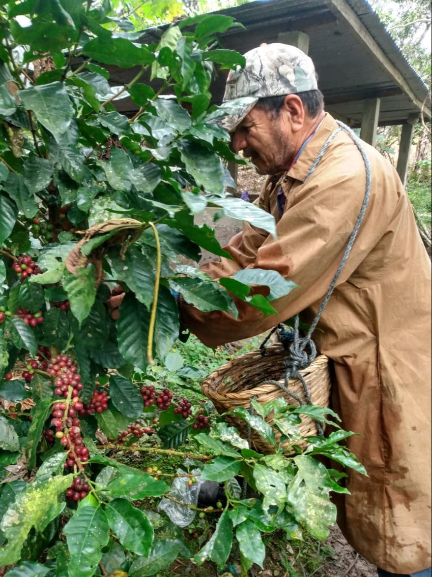 Los Carpules - Nicaraguan Specialty Bean