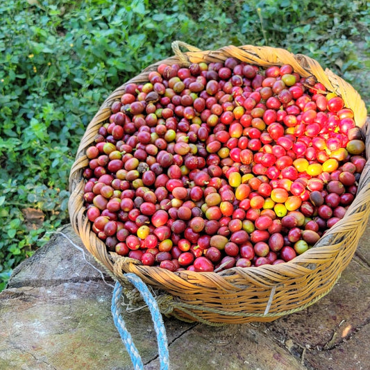 Los Carpules - Nicaragua Specialty Bean